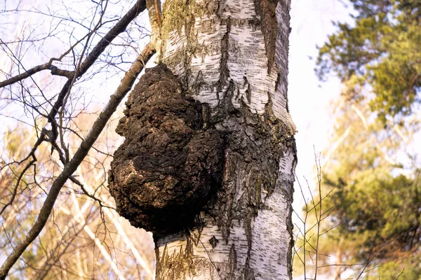 Énorme Champignon Chaga Sur Tronc Bouleau — Photo