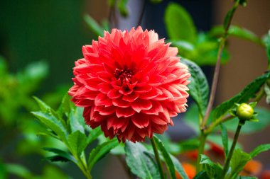 Bahçedeki güzel kırmızı yıldız çiçeği.