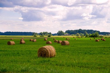 Yazın gökyüzüne karşı yuvarlak saman balyalarıyla yeşil alan.