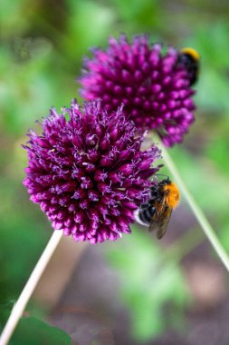 Arılar ve yaban arıları mor bir yaydan bal çıkarırlar..