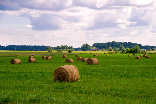 Yazın gökyüzüne karşı yuvarlak saman balyalarıyla yeşil alan.