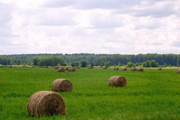 Зелене поле з круглими тюками соломи на фоні літнього неба . — стокове фото