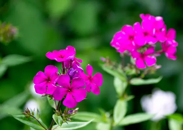 Bahçedeki parlak mor-pembe fenik çiçekleri.