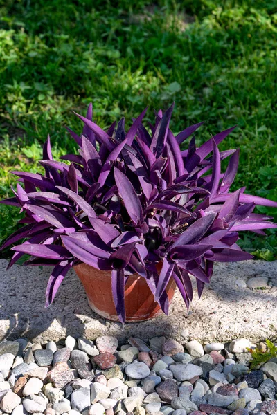 Decorative purple tradescantia in a flower pot.Close-up. — Stock Photo, Image