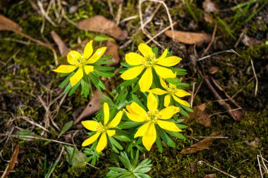 İlkbaharın ilk sarı çiçekleri, aconite, ilkbaharın ilk işareti.