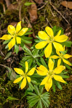 İlkbaharın ilk sarı çiçekleri, aconite, ilkbaharın ilk işareti.