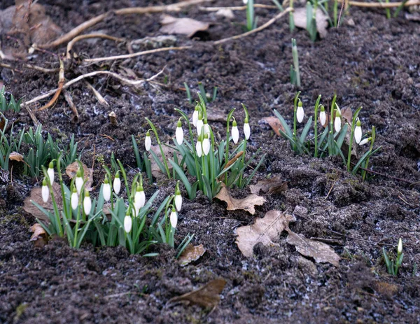 Первые Красивые Белые Подснежники Ранней Весной Весеннем Лесу — стоковое фото