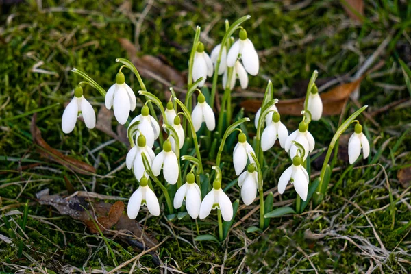 Eerste Mooie Witte Sneeuwklokjes Het Vroege Voorjaar Het Voorjaarsbos — Stockfoto