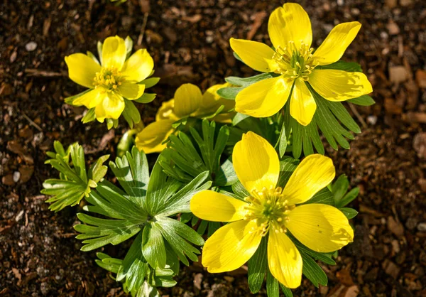 Primeiras Flores Amarelas Primavera Aconite Inverno Primeiro Sinal Primavera — Fotografia de Stock