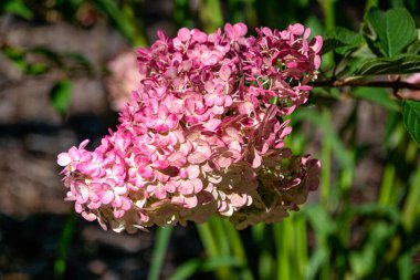 Şehir parkında pembe ortanca çiçekleri