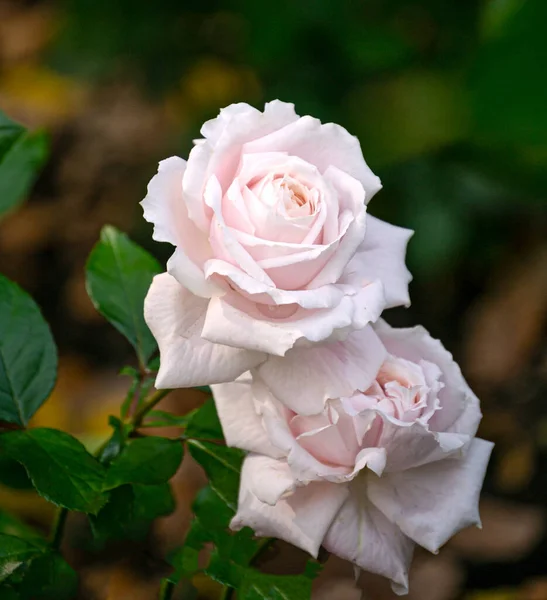 Delicate White Pink Rose Flowers Garden — Stock Photo, Image