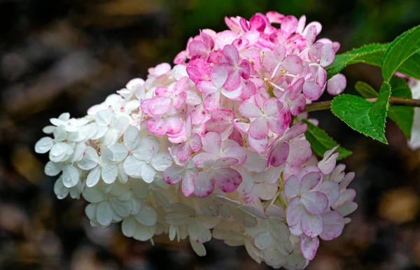 Květy Hortenzie Bílo Růžovém Odstínu Zahradě — Stock fotografie