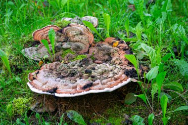 Eski bir kütük yerine mantar mantarı.