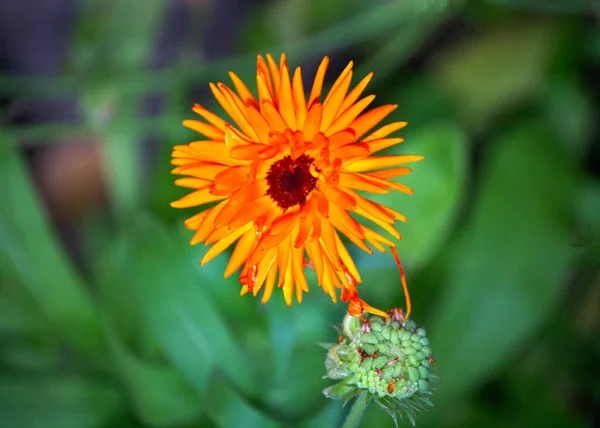 Pomerančová Květina Záhonu Létě — Stock fotografie