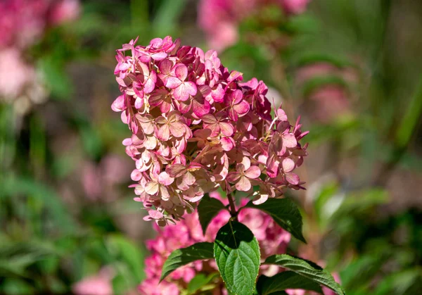 Розовые Цветы Гортензии Городском Парке — стоковое фото
