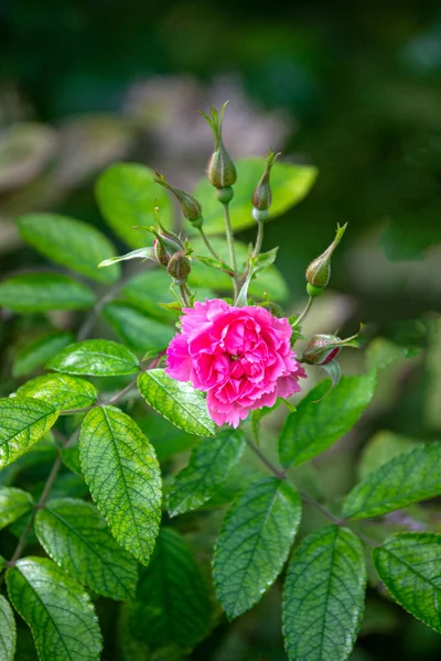 Zarte Leuchtend Rosa Blüten Und Rosenknospen Garten — Stockfoto