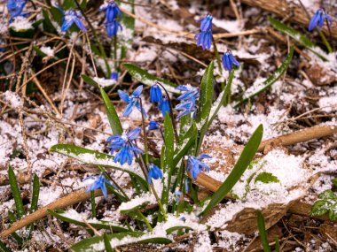 Güzel mavi yay çiçekleri. İlk kar damlası