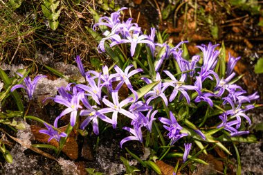 İlk bahar güzel mor-mavi bahar çiçekleri chionodoks