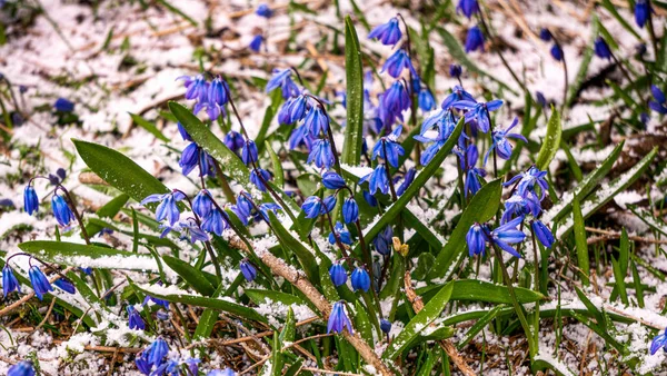 Gyönyörű Kék Tavaszi Bluebell Virágok Első Hóvirág — Stock Fotó