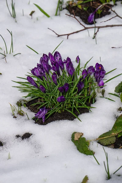 Voorjaar Paarse Krokussen Tuin Bedekt Met Sneeuw — Stockfoto