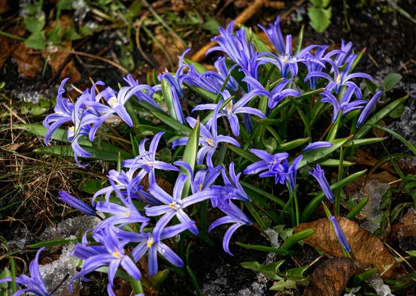 Eerste Lente Mooie Blauwe Lente Bloemen Chionodoxa — Stockfoto