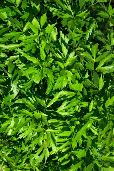 Grande cespuglio di lovage con foglie verdi profumate. — Foto Stock