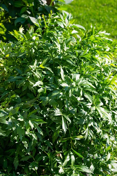 Grande cespuglio di lovage con foglie verdi profumate. — Foto Stock