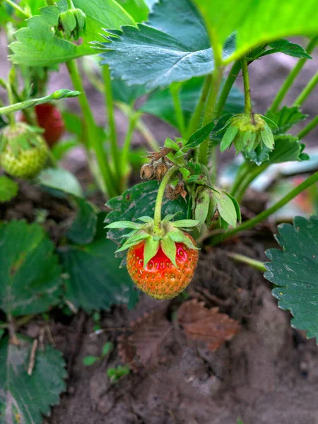 Deliziose fragole rosse su un cespuglio immerso nel verde. — Foto Stock