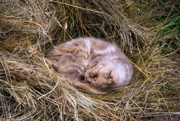 스모키 고양이는 건초더미에 웅크리고 — 스톡 사진