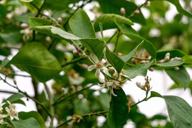 Bir seradaki ağaçta açan limon çiçekleri
