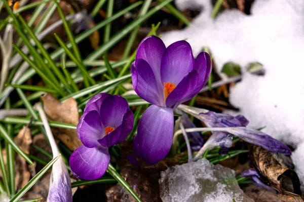 初春的雪地下有紫色的番红花 — 图库照片