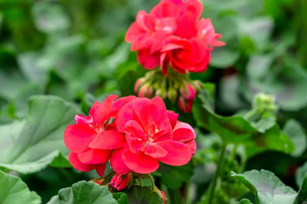 Red Geranium Flowers Flower Pots Greenhouse — Zdjęcie stockowe