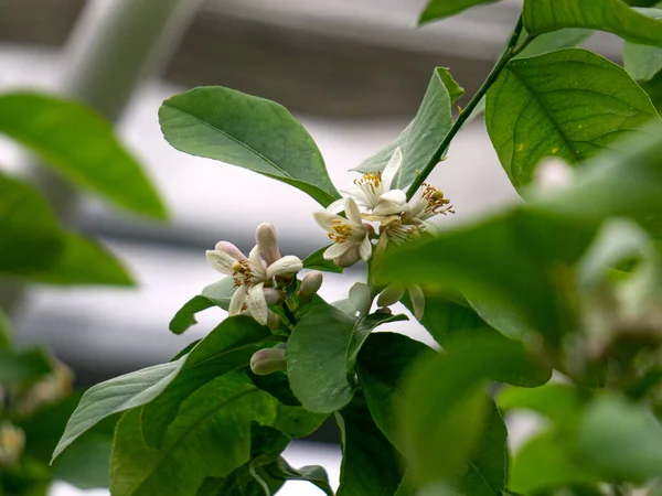 Blossoming Lemon Flowers Tree Greenhouse — Fotografia de Stock