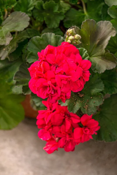 Red Geranium Flowers Flower Pots Greenhouse — Fotografia de Stock