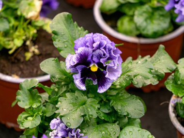 Çiçek saksıları ile mavi terry hanım evlatları bir serada