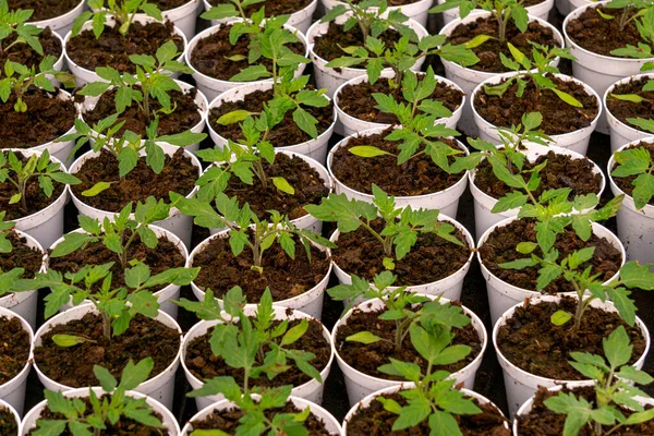 Flower Pots Tomato Seedlings Greenhouse —  Fotos de Stock