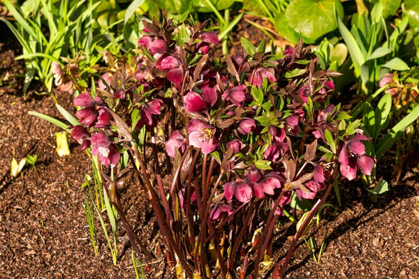 Bush First Burgundy Pink Hellebore Flowers Early Spring — стоковое фото