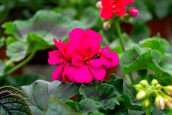 Ljusrosa Pelargon Blommor Blomkrukor Ett Växthus — Stockfoto