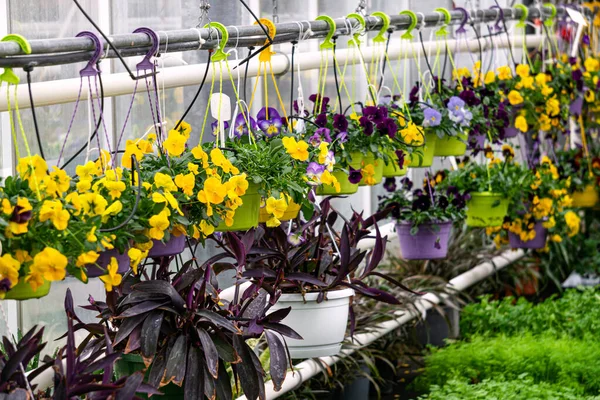 Seradaki raflarda yaz çiçekleri filizleniyor.