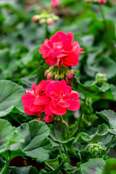 Red Geranium Flowers Flower Pots Greenhouse — Stockfoto