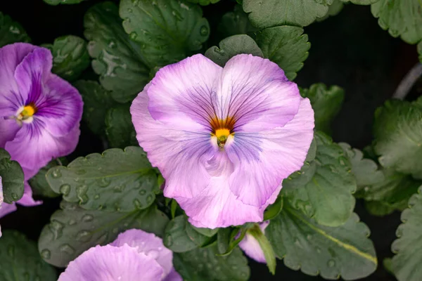 温室里有柔软粉色的花盆. — 图库照片