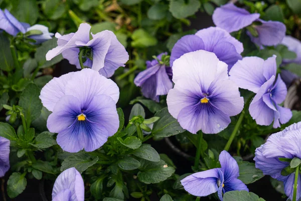 Flower pots with soft blue pansies in a greenhouse. Стоковое Фото
