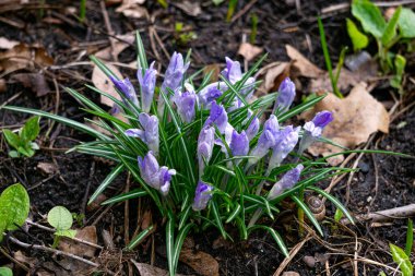 İlkbaharın başlarında karın altında mor kır çiçekleri
