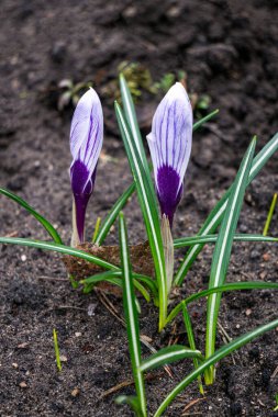İlkbaharın başında karın altında mor iki çiçek.