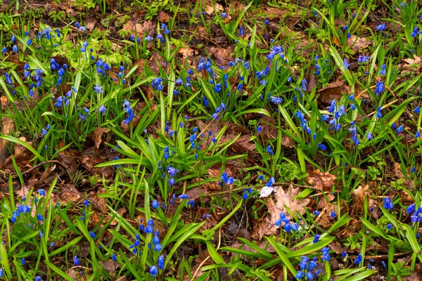 Prachtige Blauwe Lentebloemen Van Siberische Bosbes Eerste Sneeuwklokjes — Stockfoto