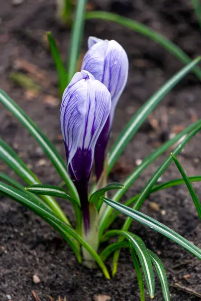 Paarse Twee Krokus Bloemen Onder Sneeuw Het Vroege Voorjaar — Stockfoto