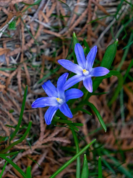 Первая Весна Красивые Голубые Весенние Цветы Chionodoxa — стоковое фото