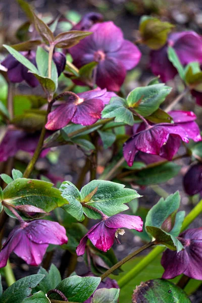 Буш Первых Бургундско Розовых Цветков Алебарды Начале Весны — стоковое фото