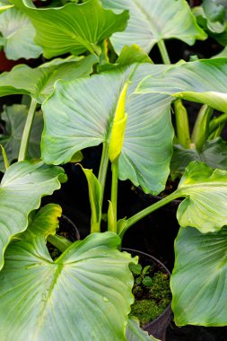 Bir seradaki saksılarda bulunan beyaz teneke kutular.