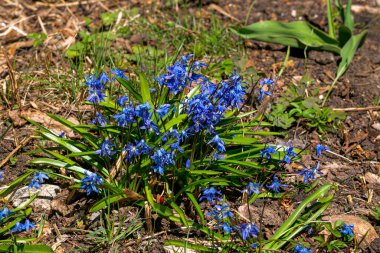 Sibirya yabanmersininin güzel mavi bahar çiçekleri. İlk kar damlası